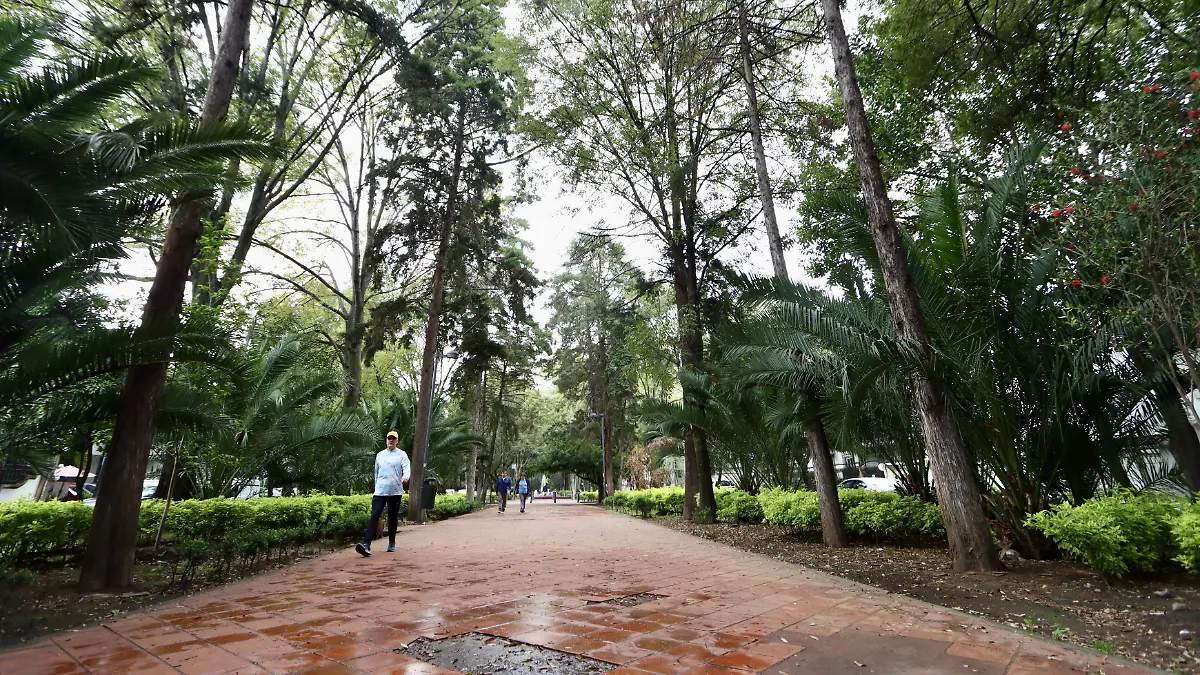 CdMx ignora plaga de muérdago en árboles; sin programas para combatirla