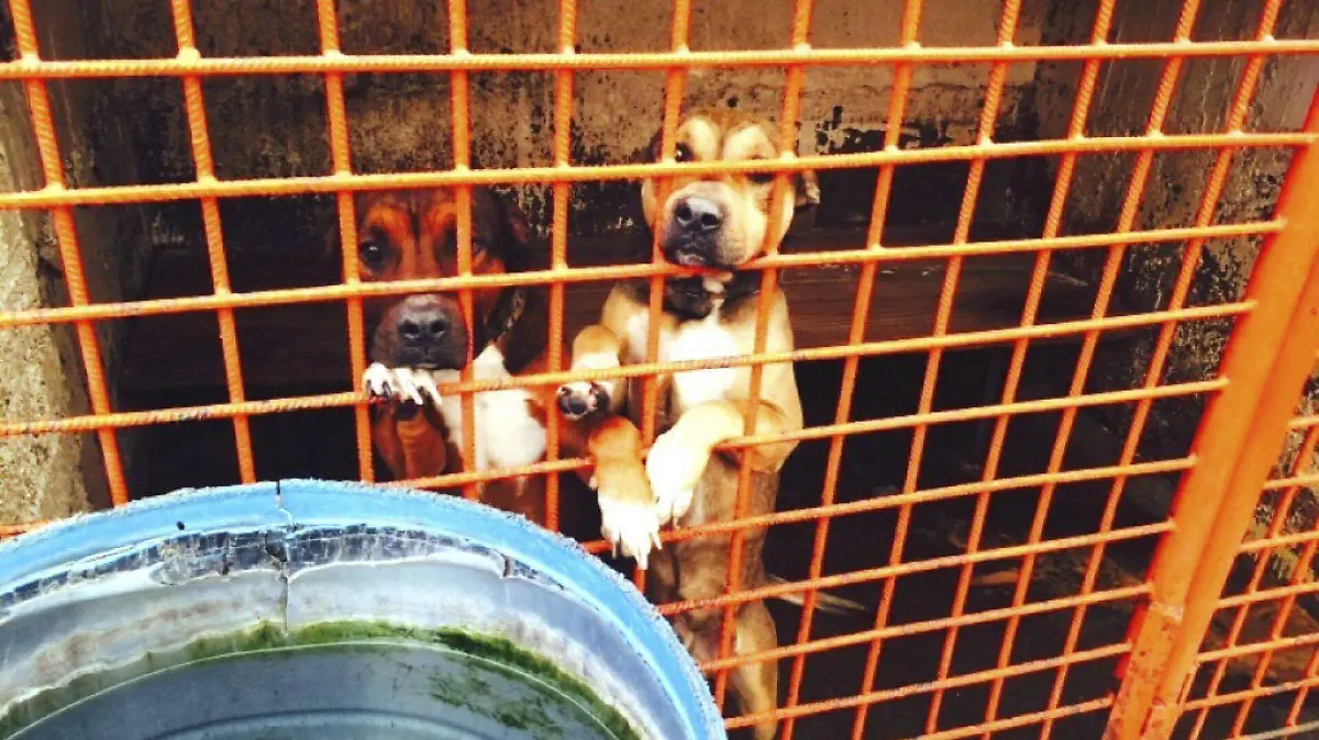 498511_INVEA-Perros_web