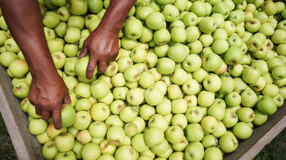 941500_Sheinbaum Productores Agrícolas_web