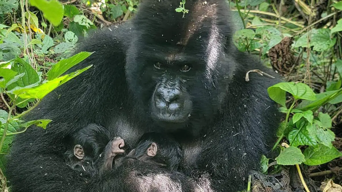 AFP__20260108__923E2A7__v3__HighRes__DrcongoAnimal