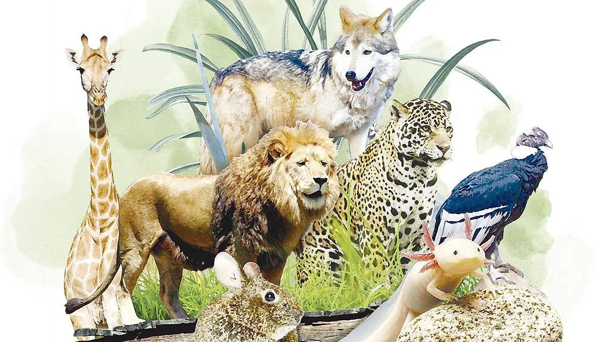 09ENE26 Zoológico METRÓPOLI SITIO