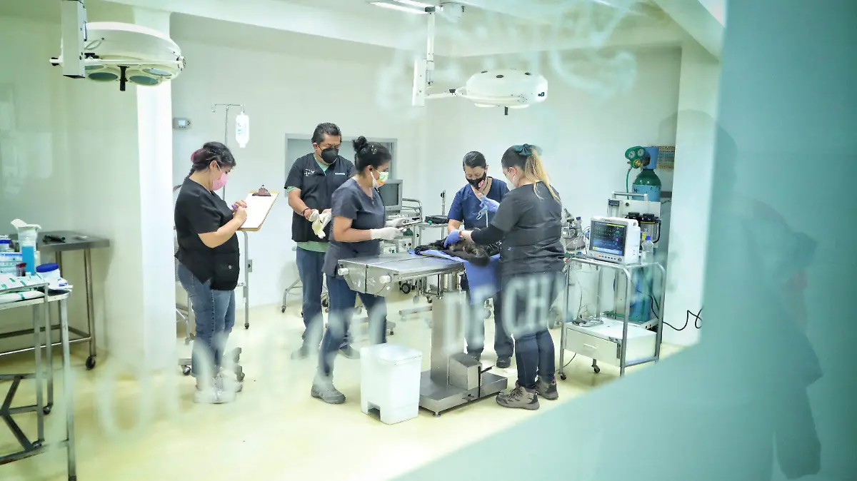 Zoológicos de la CdMx logran el nacimiento de mil 252 animales en cinco años