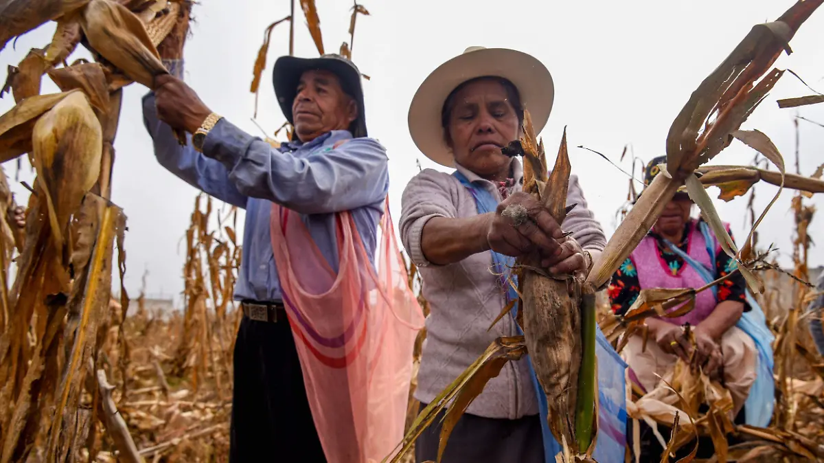 Cosecha de maíz en Toluca