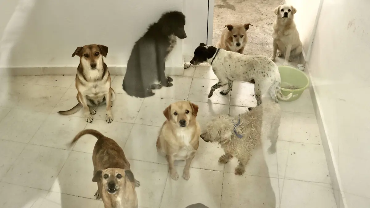 6200655-Refugio de animales en el Ajusco-50