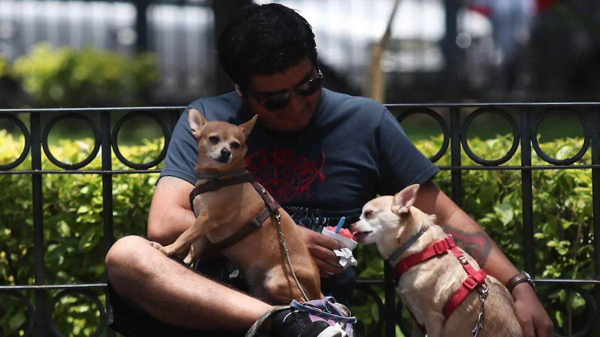 1042276_Vida cotidiana perritos chihuahua_impreso