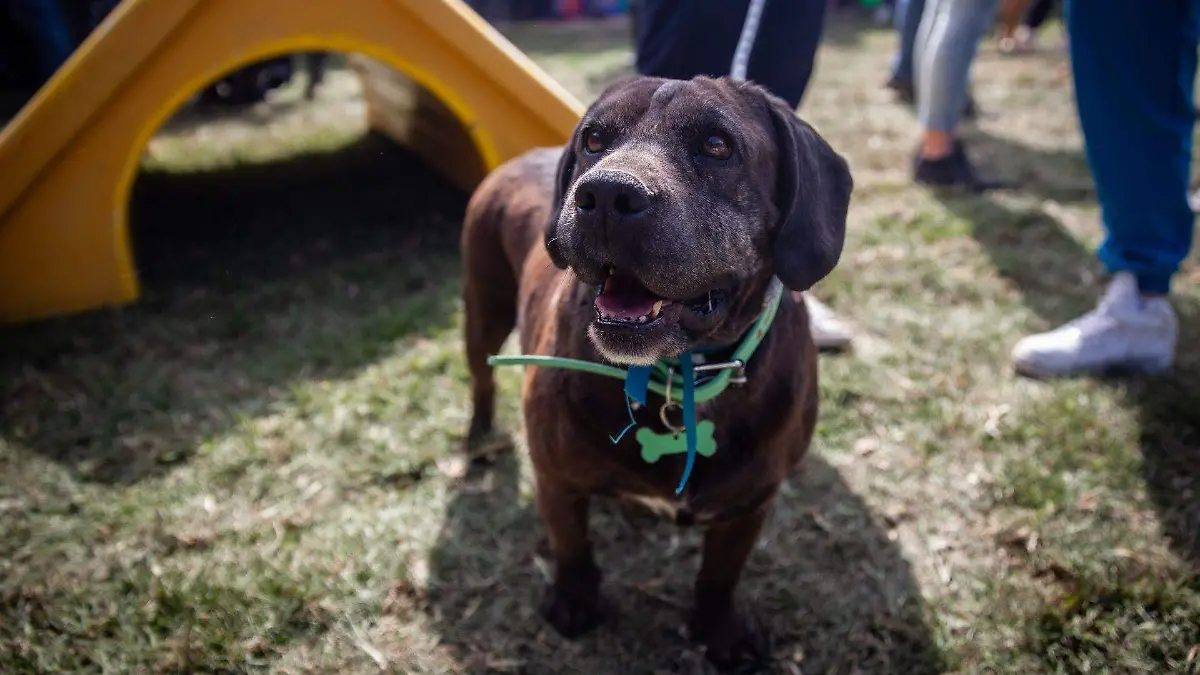 1064387_Albergue animal Deportivo los Galeanos_web
