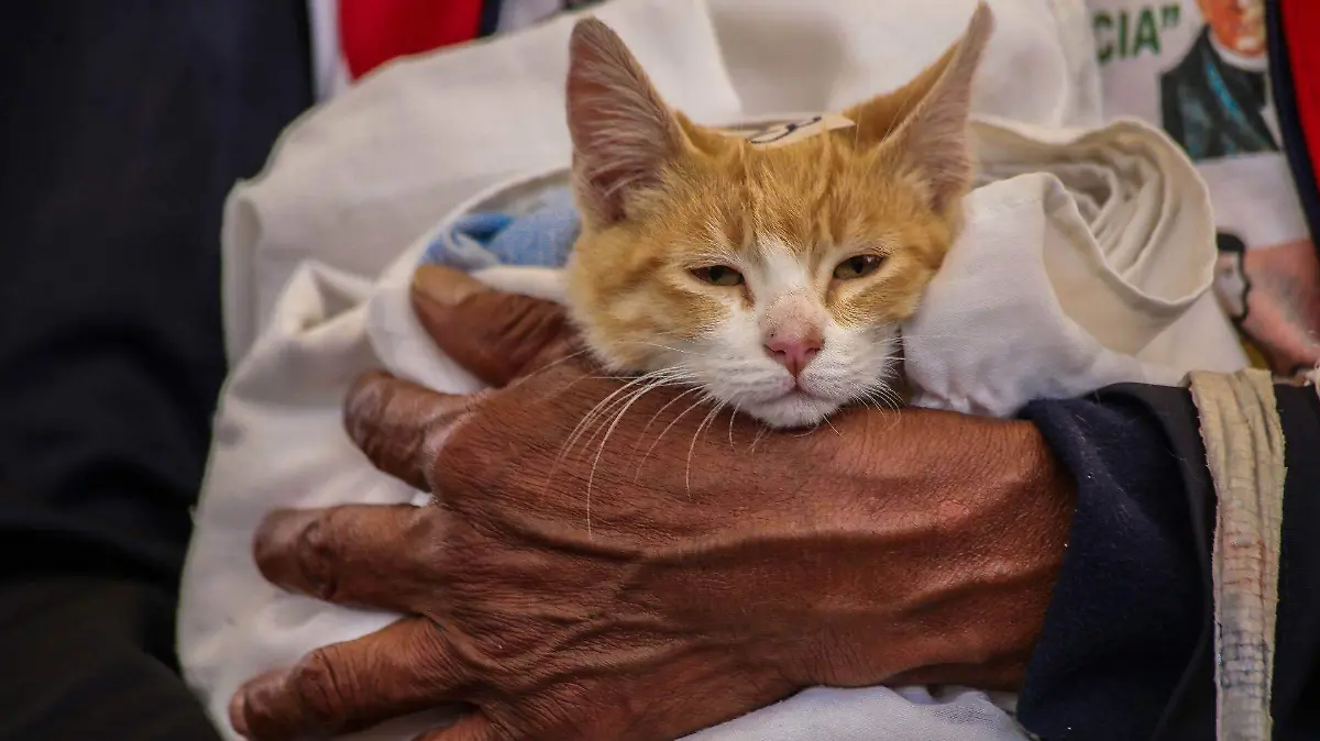 991765_Jornada Esterilización Gatos_web