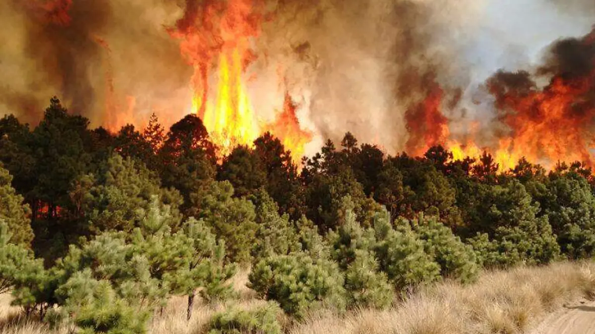 En México y el mundo, la crisis climática y las actividades humanas están cambiando las condiciones de los incendios, de acuerdo con especialistas. Foto- Gobierno de México