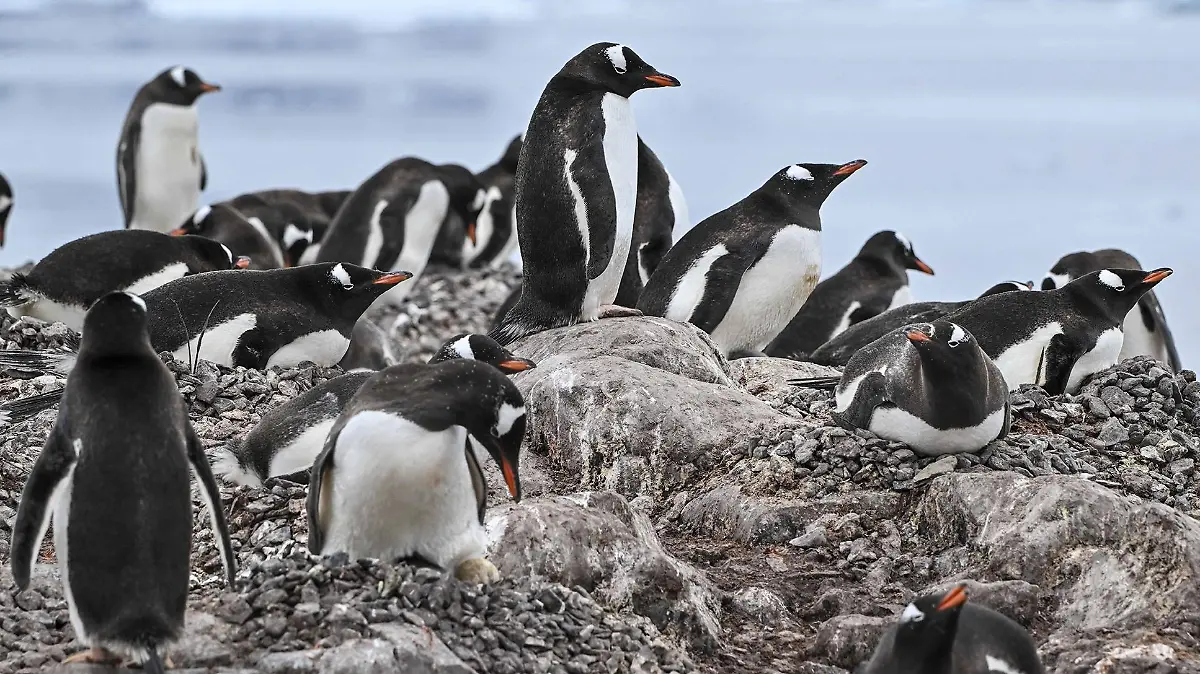 AFP__20260120__937L8T4__v1__HighRes__FilesAntarcticaEnvironmentClimateAnimal