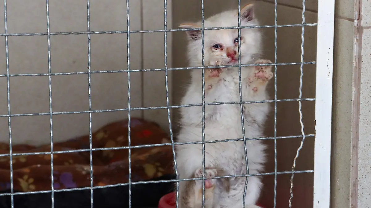 6179282-BRIGADA DE VIGILANCIA ANIMAL DE LA SSC-15