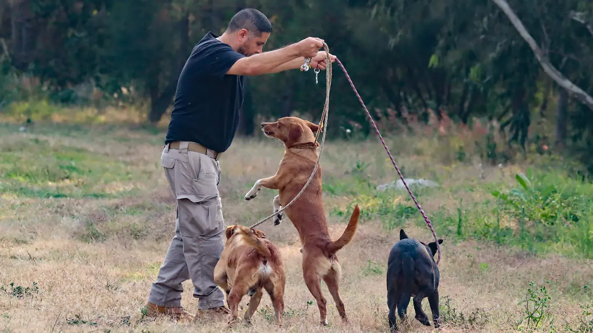 BRIGADA DE VIGILANCIA ANIMAL 