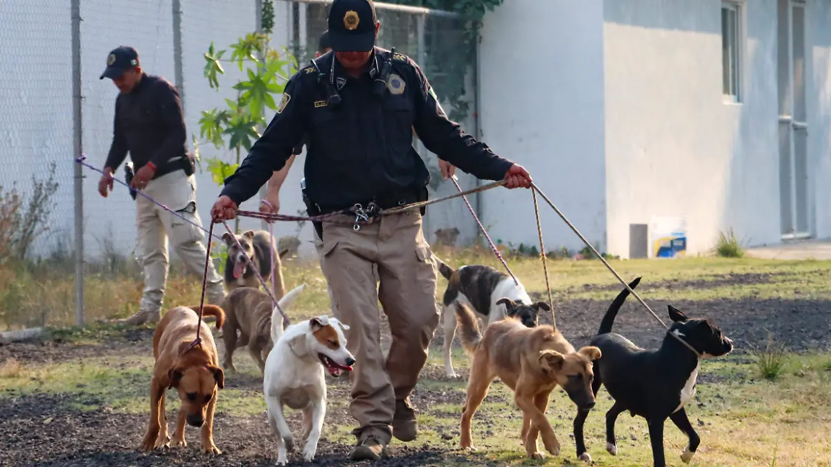 BRIGADA DE VIGILANCIA ANIMAL 3