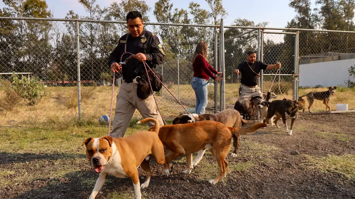 BRIGADA DE VIGILANCIA ANIMAL 4