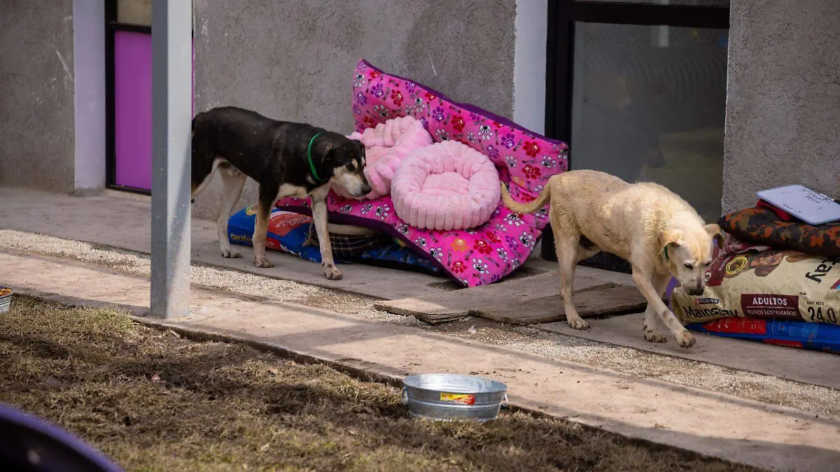 1064756_Franciscanos Revisan Albergue Perritos_web