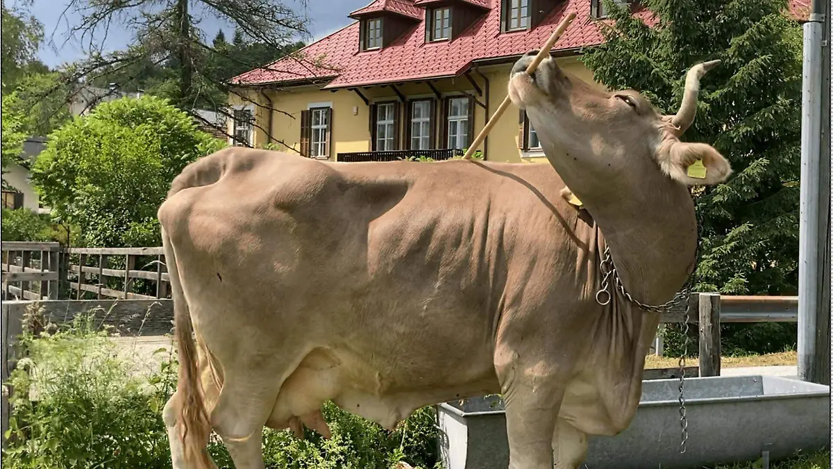 a998de9241131488184ccf2cce0175f44603c175w