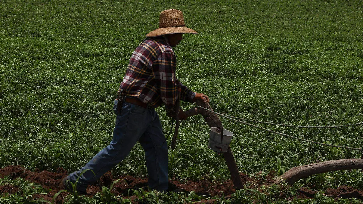 1040552_Yunta de burros Fresnillo_web