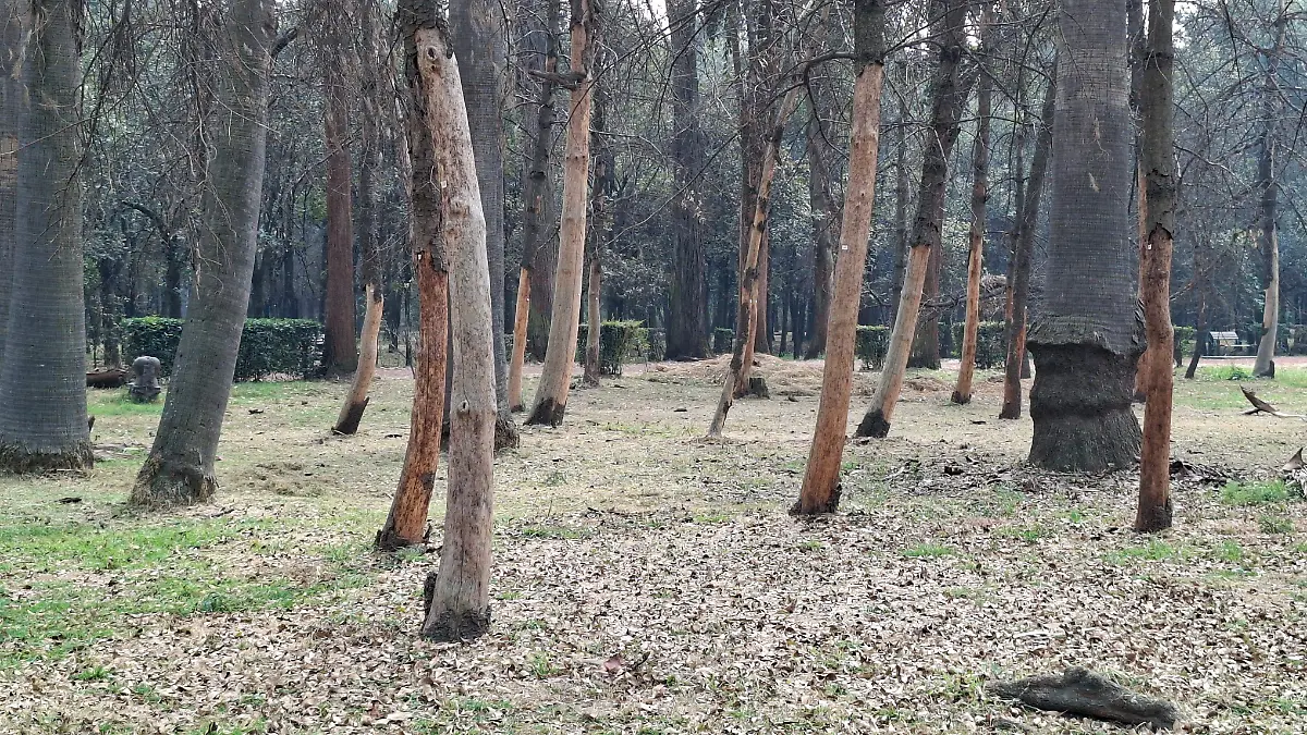 VIVEROS DE COYOACAN omar flores (6)