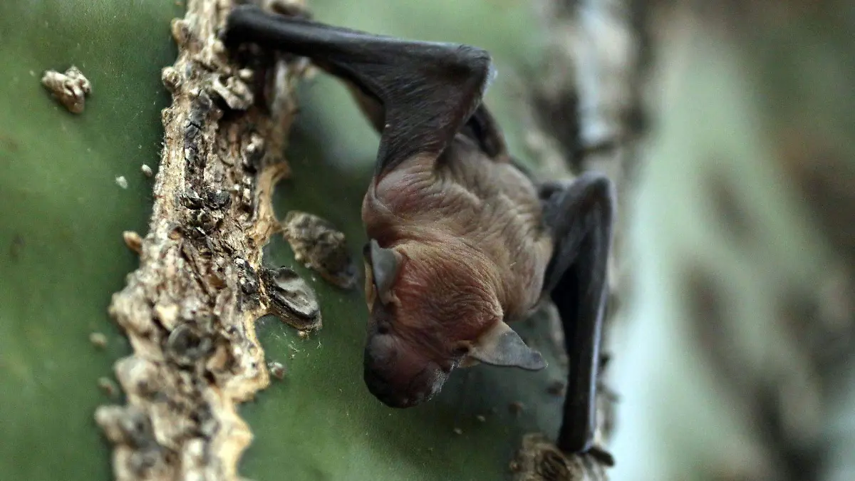 880117_Reserva Biosfera Sierra Huautla_web