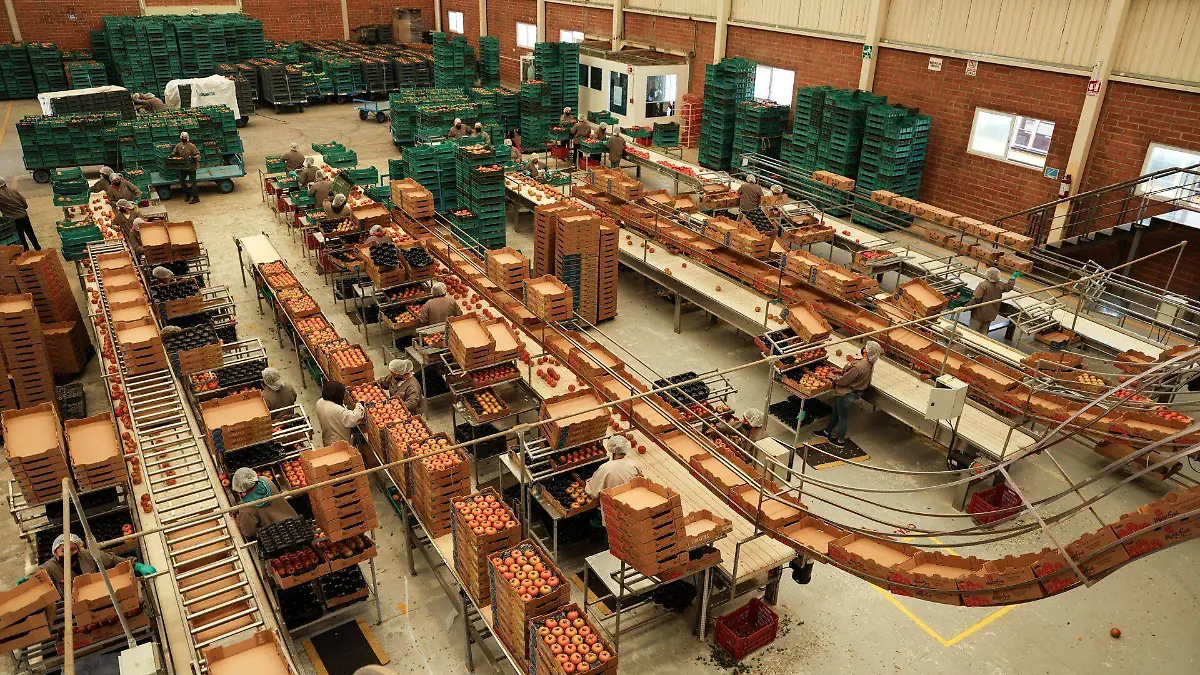 1043498_Agroindustria tomates Zacatecas_web