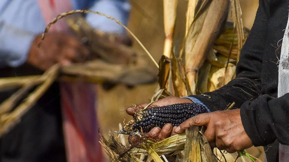 1058515_Cosecha de maíz en Toluca_web