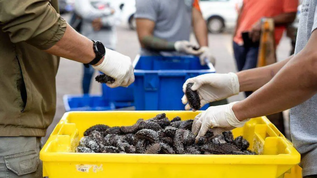 Pesca pepino de mar café 