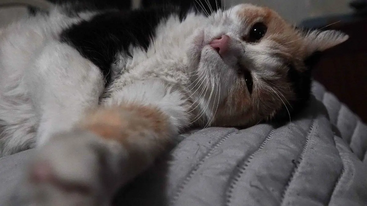 1066220_Reportaje Animales de Compañia_web