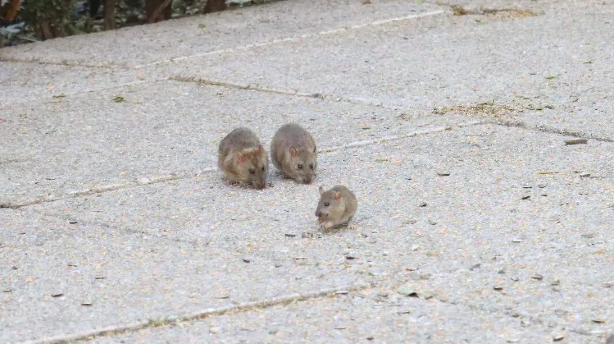 WhatsApp Image 2026-02-07 at 8.53.28 PM