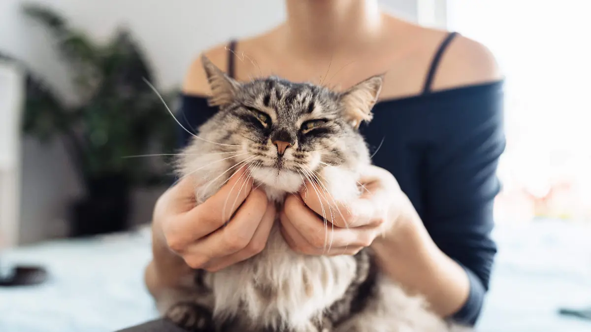 Día de San Valentín