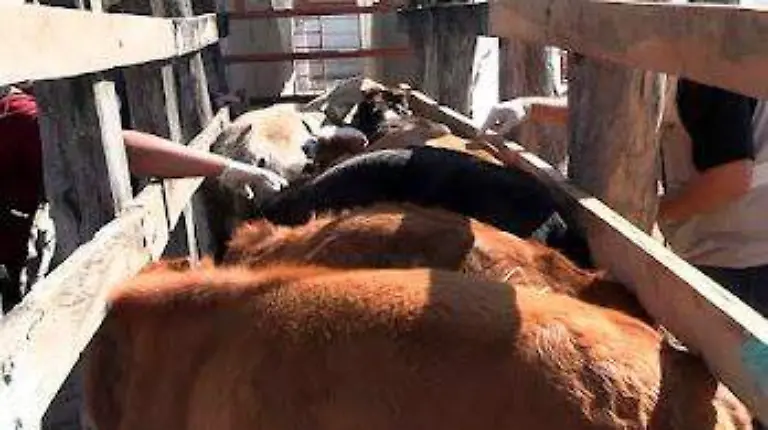 WhatsApp Image 2026-02-12 at 12.54.36 PM