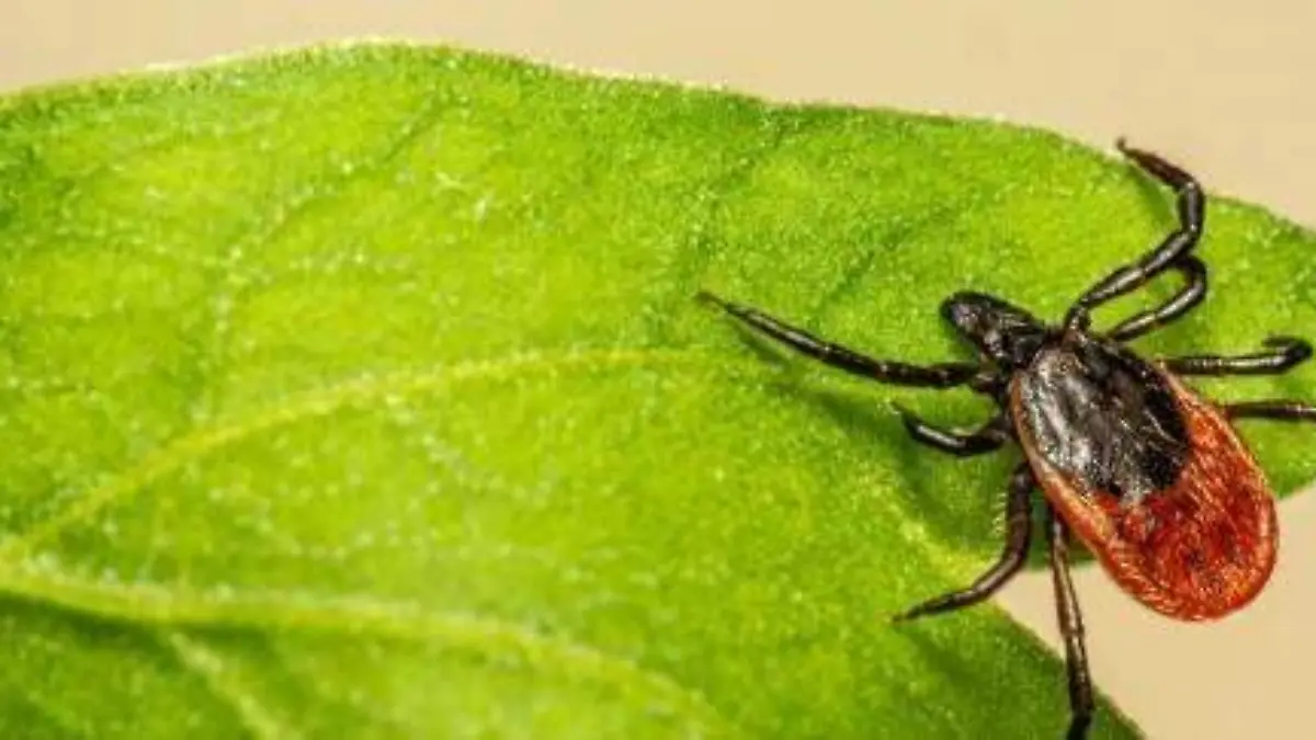 hhs-lyme-img_the-great-imitator