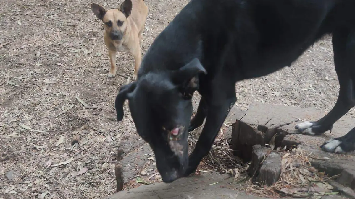 FGR PIERDE CUERPO DE PERRO dana estrada (1)