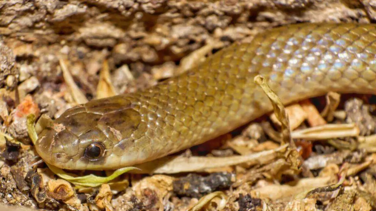 Serpiente-Yakacóatl002-1024x762