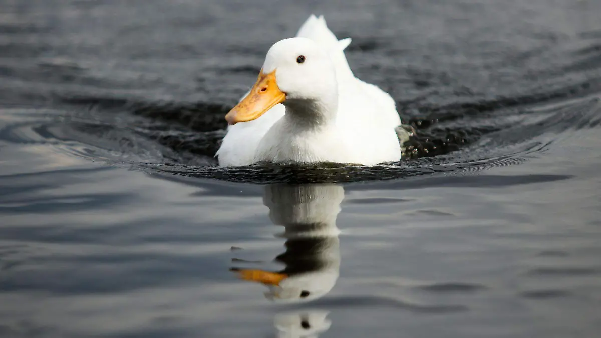Especies en Xochimilco