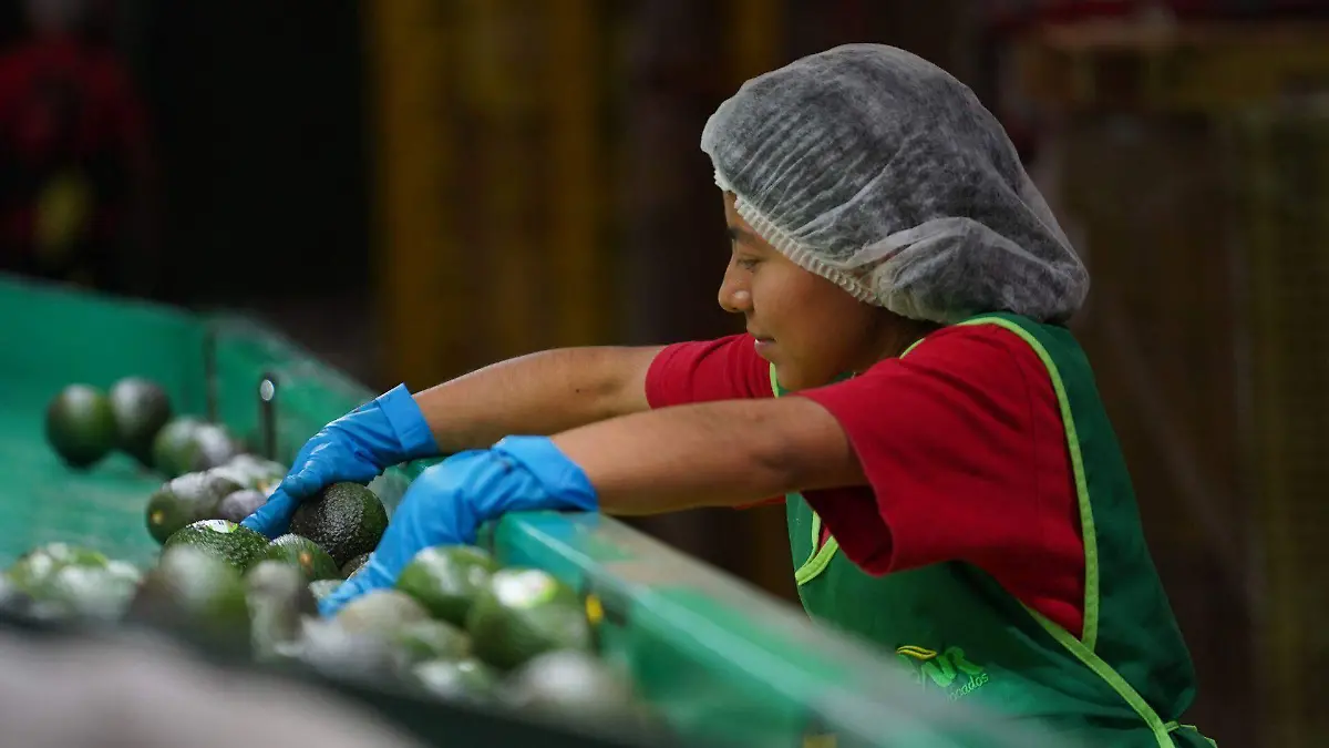 928594_Exportación Aguacate Michoacán_web