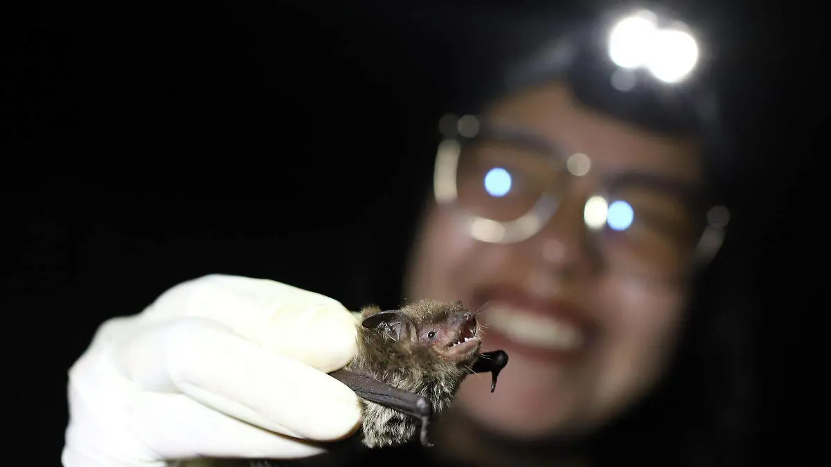 1069948_Murciélagos viven en alcaldía Tlalpan_web