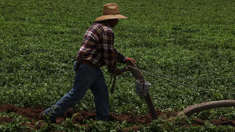 1040552_Yunta de burros Fresnillo_web