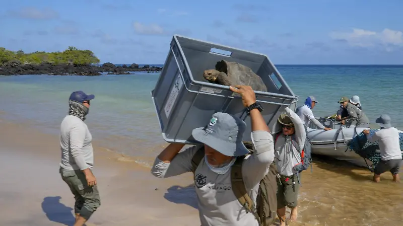 Tortugas gigantes regresan a las Islas Galápagos después de 180 años y vencen a la extinción