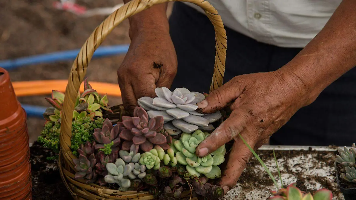 Explora el patrimonio natural de México a través de un festival de cactáceas 