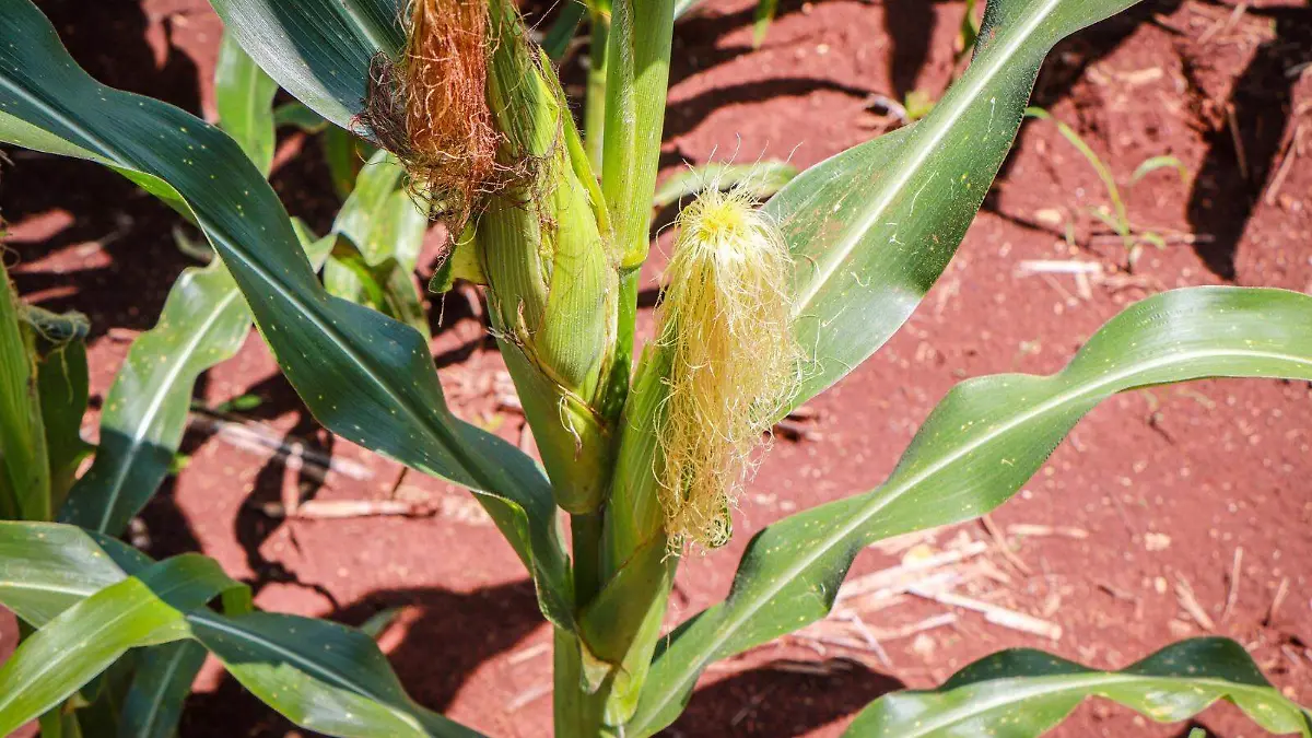 WhatsApp Image 2026-03-01 at 4.43.16 PM