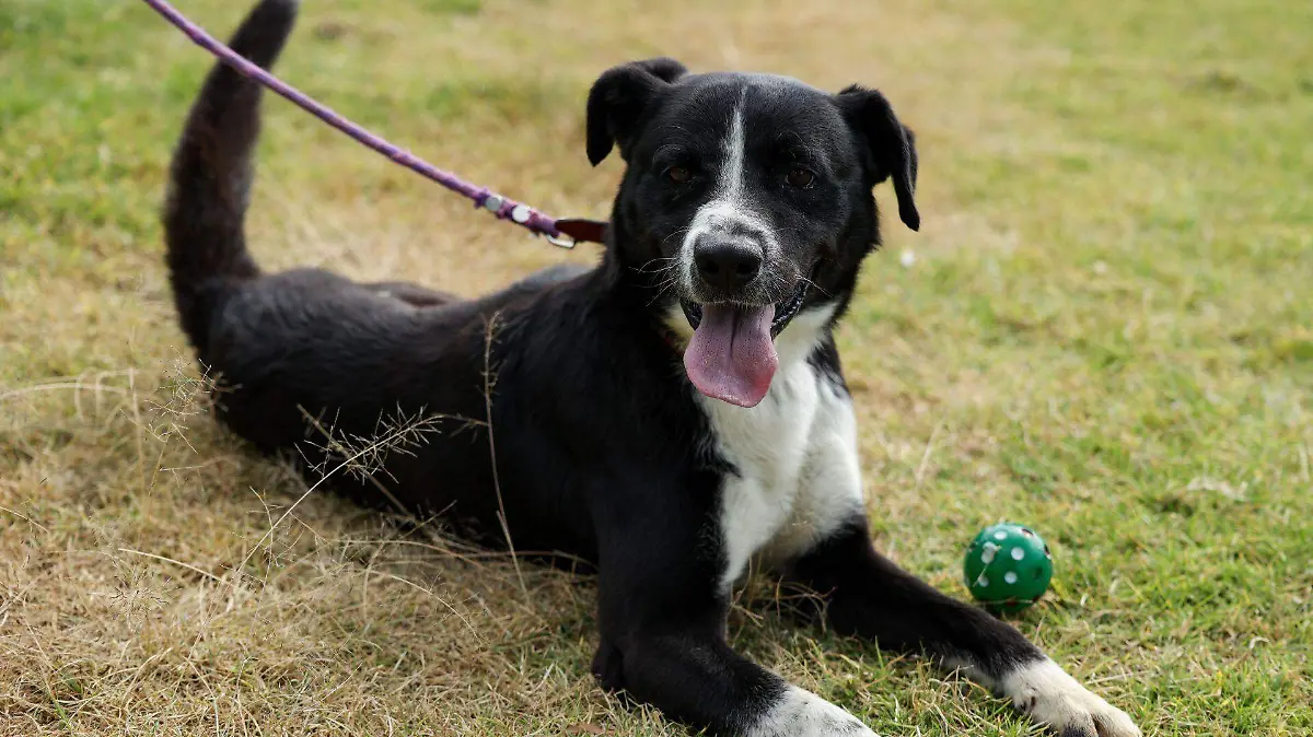 1061688_Perritos del Metro Ayudantes Santa_web