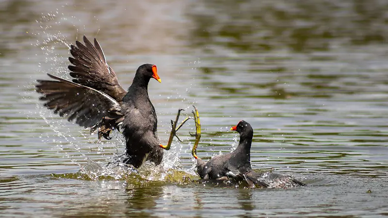 Festival del Bosque de Chapultepec 2026, Aqüifera