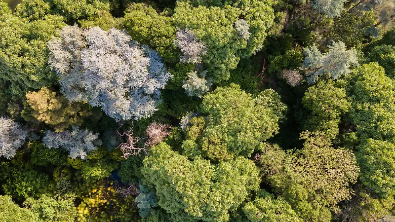 Festival del Bosque de Chapultepec 2026, Aqüifera