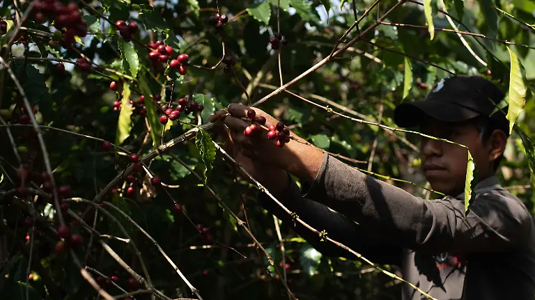 969859_Café San Pedro Cotzilnam_impreso