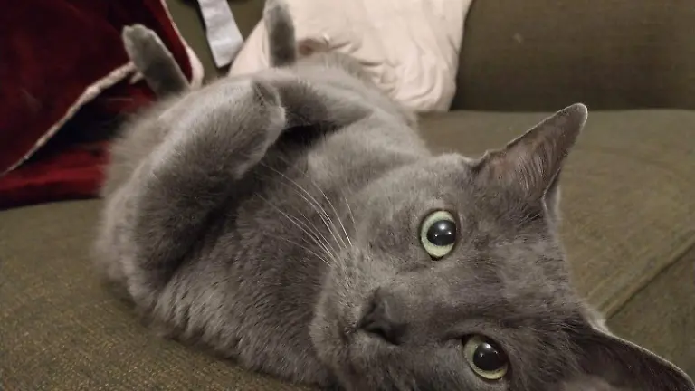 e51c06c6a403d8ebaf856236995d5f062c1af34b