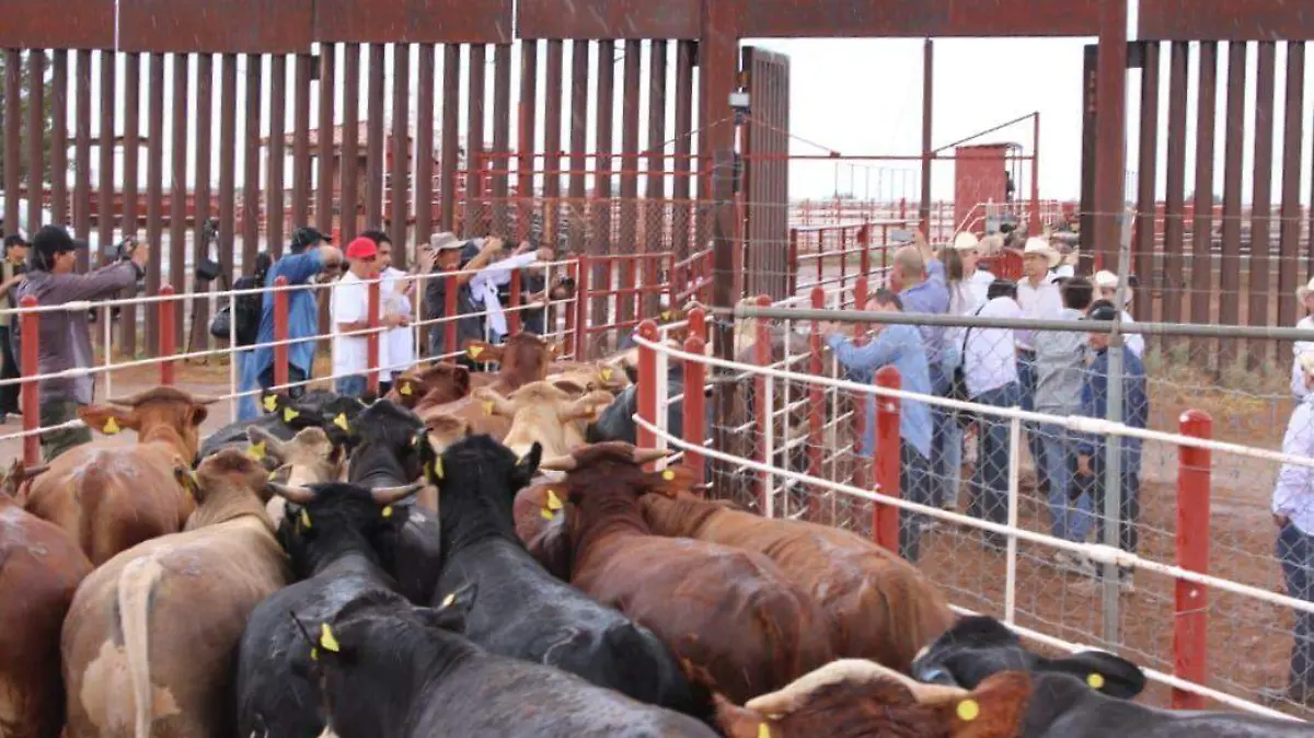 Cruce de ganado Sonora - Arizona - CARLOS VILLALBA 2