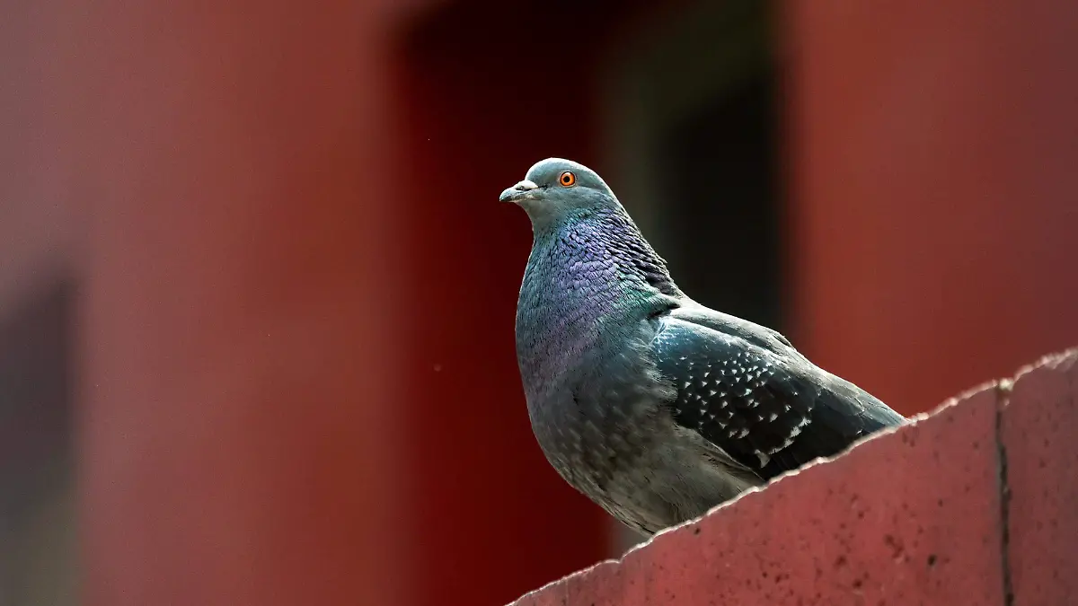 AVES 