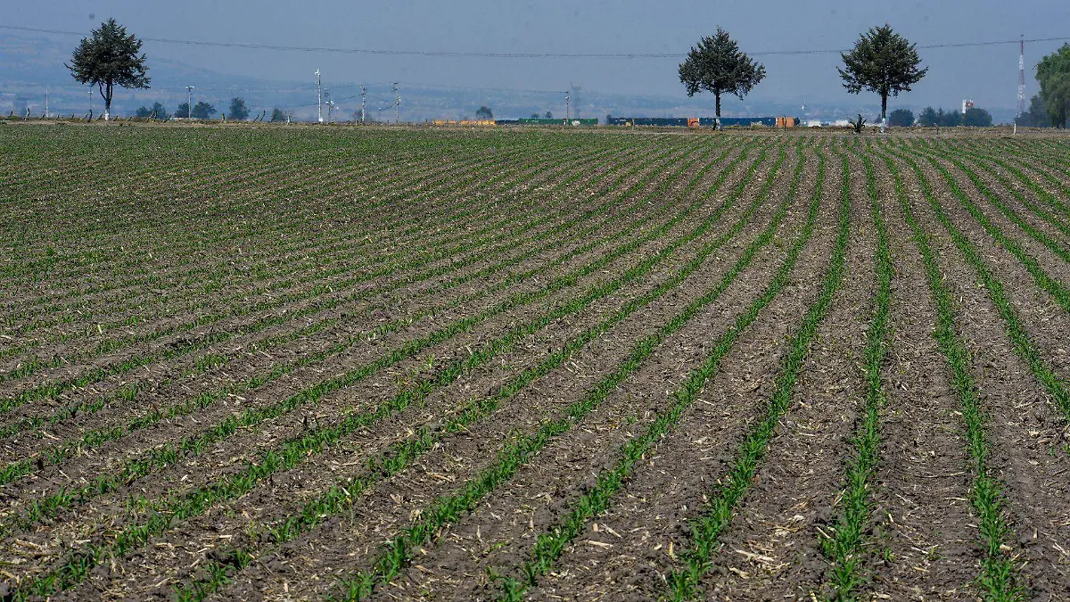 874856_Campo luce verde_web