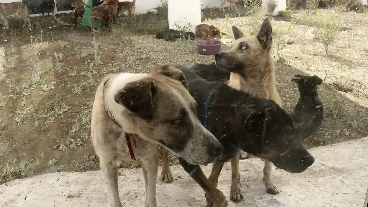 6200647-Refugio de animales en el Ajusco-56
