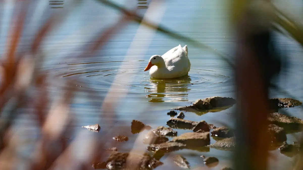 PATOS ABANDONADOS BOSQUE DE ARAGON romina solis (9)