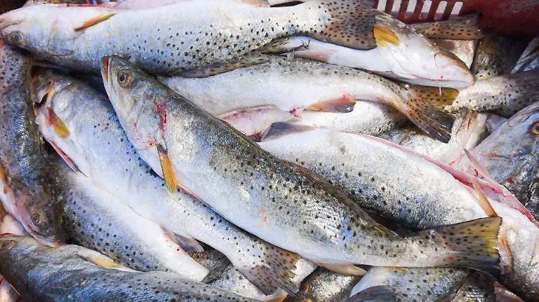 1070983_Campeche Pescadores_web